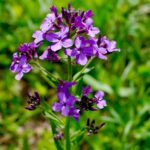 Dames Rocket violet